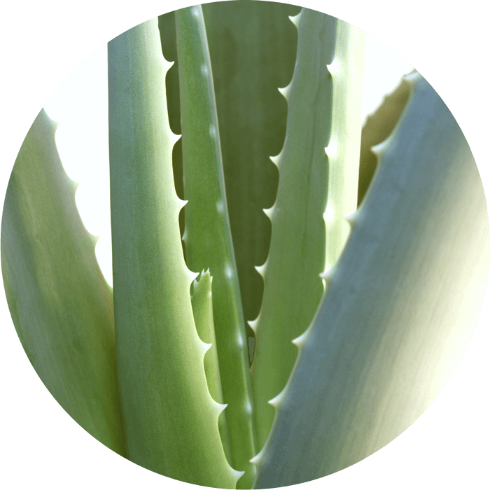 Bio-Aloe vera