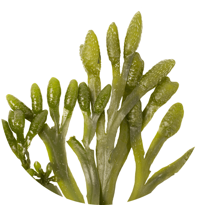 Plancton végétal